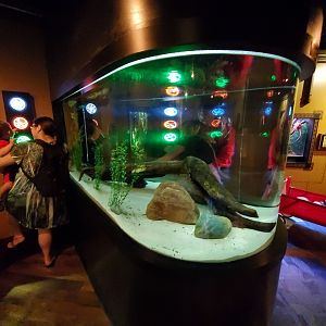 Sep. 2019 - Komodo Kingdom - Curious Creatures - Electric Eel Tank