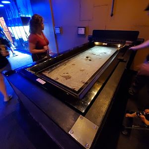 Sep. 2019 - Komodo Kingdom - Curious Creatures - Walking Batfish/Chocolate Sea Star Tank