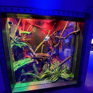 Sep. 2019 - Komodo Kingdom - Curious Creatures - Green Tree Monitor Exhibit