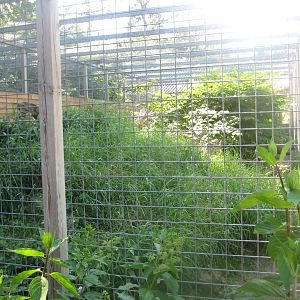 Skærup Zoo - Eurasian lynx exhibit