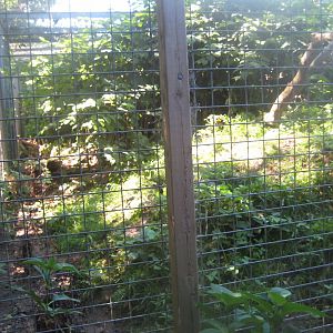 Skærup Zoo - Bobcat exhibit