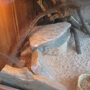 Skærup Zoo - Spiny mouse exhibit