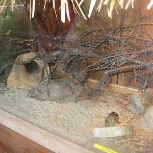 Skærup Zoo - Striped grass mouse exhibit