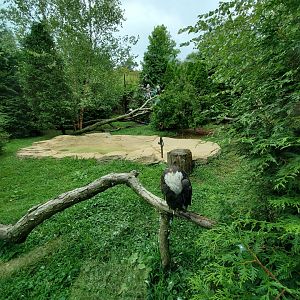 Sep. 2019 - Grizzly Ridge - Bald Eagle Exhibit