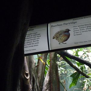 Hidden signage for raggiana bird of paradise