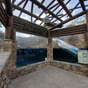 Sep. 2019 - Grizzly Ridge - River Otter Exhibit