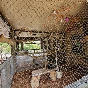 Sep. 2019 - Grizzly Ridge - Eastern Screech Owl Exhibit