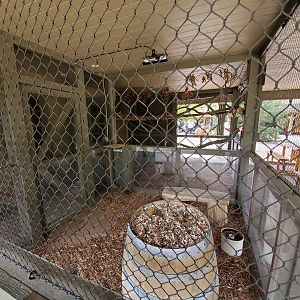 Sep. 2019 - Grizzly Ridge - Northern Bobwhite Quail Exhibit