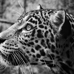 Sep. 2019 - Legends of the Wilds - Jaguar