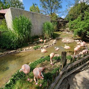 Sep. 2019 - Legends of the Wilds - Chilean Flamingo Exhibit