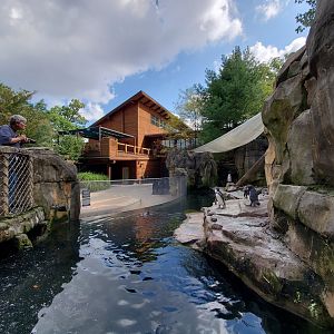 Sep. 2019 - Humbolt Penguin Exhibit