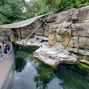 Sep. 2019 - Humboldt Penguin Exhibit