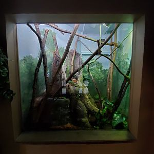 Sep. 2019 - Legends of the Wild - Madagascar - Henckel's Leaf-tailed Gecko Exhibit