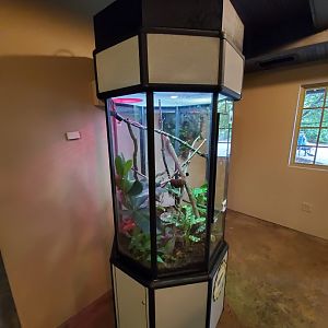 Sep. 2019 - Legends of the Wild - Madagascar - Giant Day Gecko Exhibit