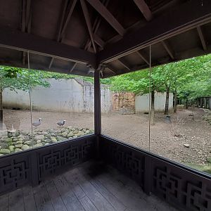 Sep. 2019 - Legends of the Wild - Musk Deer/Cape Barren Goose/Emperor Goose/Red-breasted Goose Exhibit