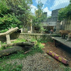 Sep. 2019 - Legends of the Wild - Jaguar Exhibit
