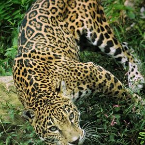 Sep. 2019 - Legends of the Wild - Jaguar