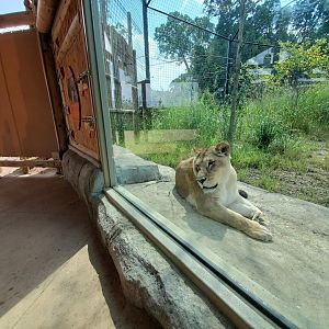 Sep. 2019 - New! Pride of Africa - Lion Exhibit