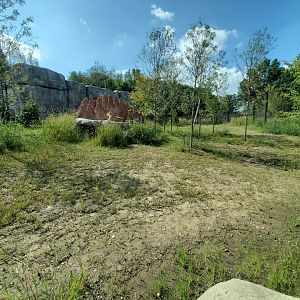 Sep. 2019 - New! Pride of Africa - Lion Exhibit