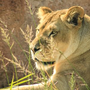 Sep. 2019 - New! Pride of Africa - Mandisa