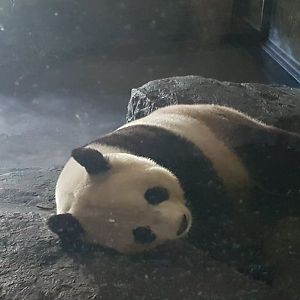 Giant panda in indoor-enclosure