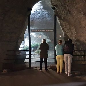 Viewing-window into Giant panda indoor-enclosure