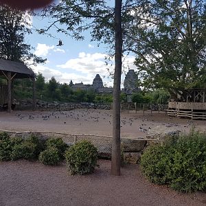 Ankole cattle-enclosure - with lots of geese !