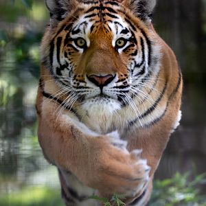Amur tiger : Whipsnade : 31 Aug 2019