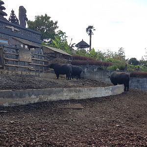 Water buffalo enclosure