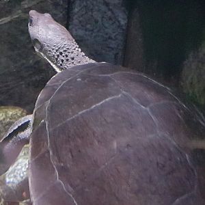Turtle ID