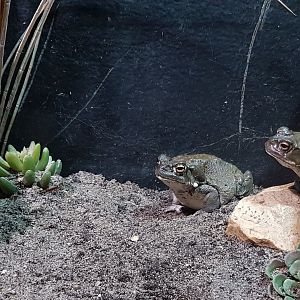 Colorado river toads