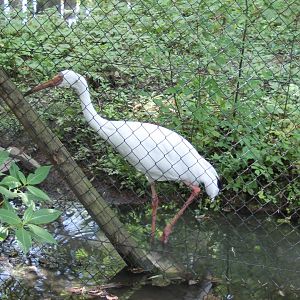 Siberian white crane