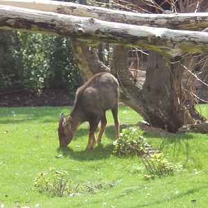 Chinese goral