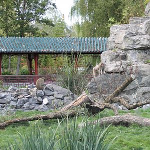 Japanese macaque enclosure