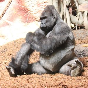 Western lowland gorilla