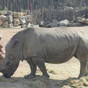 Southern white rhino