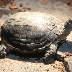 Turtle ID