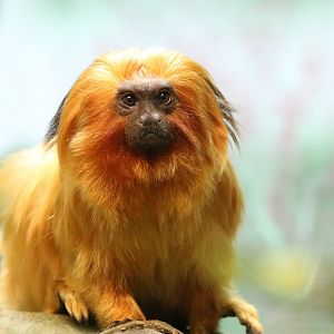 Golden Lion Tamarin