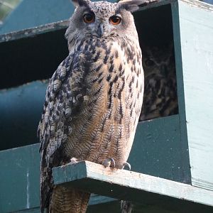 Eurasian Eagle Owl