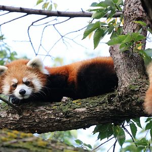 Red Panda