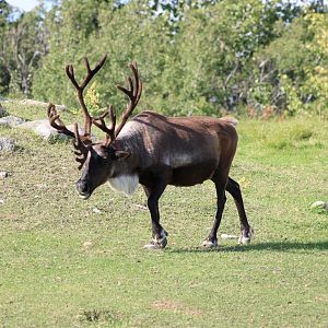 Reindeer