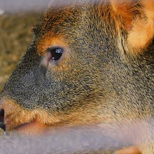 Southern Pudu