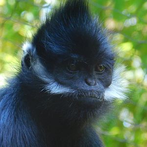 Francois’ Langur