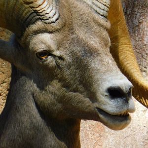Desert Bighorn Sheep