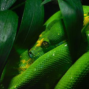 Green Tree Python