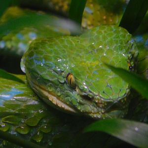 Rowley’s Palm Viper