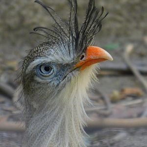 Crested Seriema