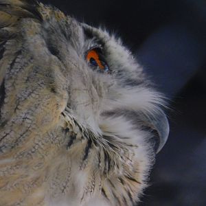 Siberian Eagle Owl