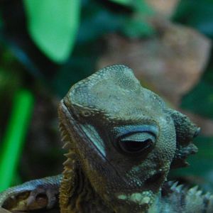 Boyd’s Forest Dragon