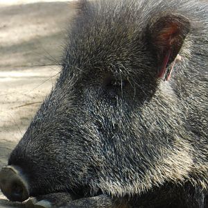 Chacoan Peccary